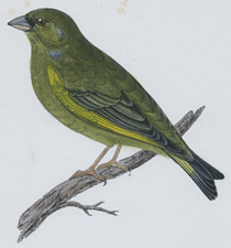 GREENFINCH