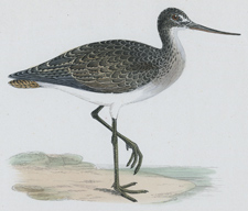 GREENSHANK