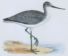 GREENSHANK