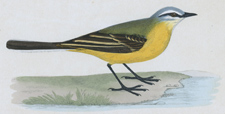 GREY-HEADED WAGTAIL