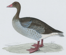 GREY-LAG GOOSE