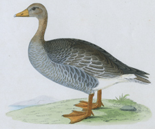 GREY-LAG GOOSE