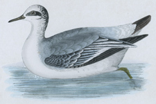 GREY PHALAROPE