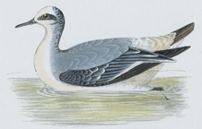 GREY PHALAROPE