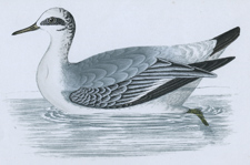 GREY PHALAROPE