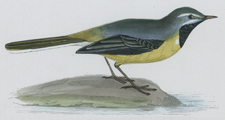 GREY WAGTAIL