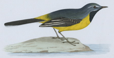 GREY WAGTAIL