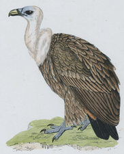 GRIFFON VULTURE