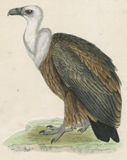 GRIFFON VULTURE