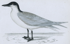 GULL-BILLED TERN