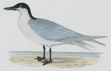 GULL-BILLED TERN