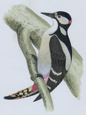 GREAT SPOTTED WOODPECKER