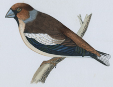 HAWFINCH