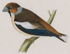 HAWFINCH