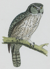 HAWK OWL