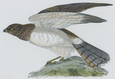 HEN HARRIER