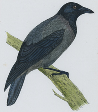 HOODED CROW