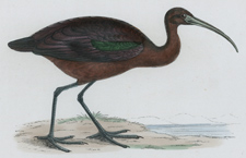 IBIS