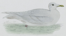 ICELAND GULL