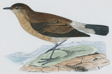 ISABELLINE WHEATEAR