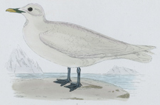 IVORY GULL