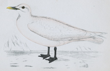 IVORY GULL