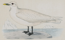 IVORY GULL