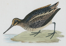 JACK SNIPE