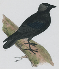 JACKDAW