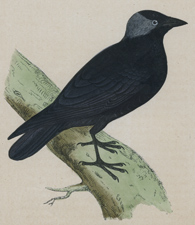 JACKDAW