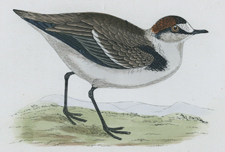 KENTISH DOTTEREL