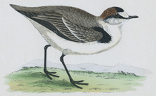 KENTISH DOTTEREL