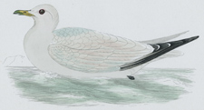 KITTIWAKE [GULL]