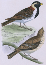 LAPLAND BUNTING