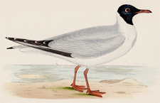 LAUGHING GULL