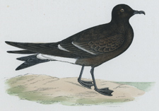 LEACH'S PETREL