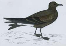 LEACH'S PETREL