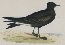 LEACH'S PETREL