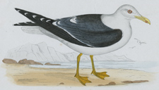 LESSER BLACK-BACKED GULL