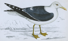 LESSER BLACK-BACKED GULL