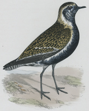 LESSER GOLDEN PLOVER