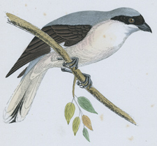 LESSER GREY SHRIKE