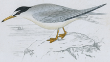 LESSER TERN