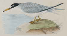 LESSER TERN