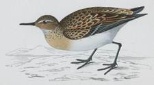 LITTLE STINT