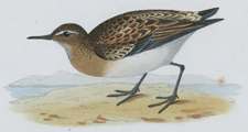 LITTLE STINT