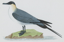 LONG-TAILED SKUA