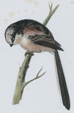LONG-TAILED TITMOUSE