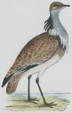 MACQUEEN'S BUSTARD