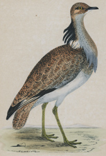 MACQUEEN'S BUSTARD